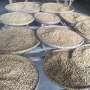 Sudah Coba Kopi yang Bijinya Melewati Perut Luwak?