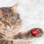 Berkat Foto Bareng Kucing, Pria Ini Malah Bertemu Jodoh di Facebook