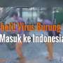 Waspada! Virus Burung Ungu Menyerang Indonesia