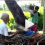Cuma Makan Nasi Garam, Bocah Ini Setia Rawat Sang Nenek