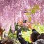 Wisteria Jepang Tak Kalah Memikat dari Sakura