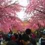 Tak Perlu ke Jepang, Di Sini Juga Ada Sakura Bermekaran