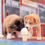 Di Negara Ini Ada Kafe yang Menyajikan Es Krim untuk Anjing