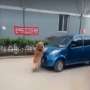 Heroik! Aksi Anjing Pintar Lindungi Nyawa Seorang Anak