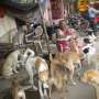 Hidup Miskin, Nenek Ini Berbagi Gubuk dengan 400 Anjing Terlantar