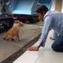 Pertarungan Sengit Kucing dengan Manusia Ini Berujung Kocak