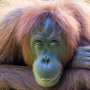 Ditemukan Orangutan Berkulit dan Berbulu Putih serta Bermata Biru