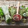 Obat Herbal pun Wajib Diuji Secara Klinik