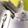 Cara Mengusir Tikus dengan Bahan Alami