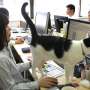 Kantor Ini Jadikan Kucing 'Obat' Para Workaholic