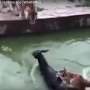 Geger! Kebun Binatang Lempar Keledai Hidup ke Kandang Harimau