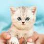 Gemas, Ketika Anak Kucing Dapat Perlakuan Istimewa Melebihi Anak Kandung