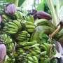 Bukti Ilmiah Gelombang Panas : Pisang Bisa Tumbuh di London