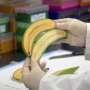 Ilmuwan Berhasil Buat Pisang "Super"