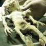 Benar Nggak Ya, Bayi UFO Ditemukan di Makam Kuno di Peru?