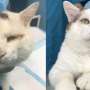 Setelah Jalani Operasi Mata, Kucing Kampung Ini Mendadak Terkenal