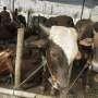 Penjualan Sapi Qurban