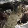 3 Tips Menyembelih Hewan Qurban yang Halal dan Tetap Aman di Saat Pandemi Covid-19
