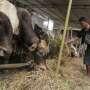 3 Cara Hilangkan Bau Prengus di Baju Usai Potong Hewan Qurban