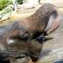 Gajah Mengamuk hingga Rusak Pagar Masjid di Pedalaman Aceh Barat