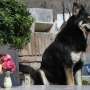 Terenyuh, Anjing Ini Jaga Makam Majikannya Selama 10 Tahun