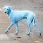 Misteri Anjing-anjing Biru di India