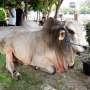 Cerita Pembawa Sapi Qurban Jokowi dari Tuban ke Masjid Istiqlal
