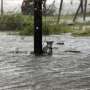 Nasib Anjing-anjing Tak Beruntung di Tengah Badai Harvey