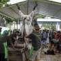 Pemotongan Sapi Kurban di Aceh Dinilai Tidak Manusiawi, Disorot Australia