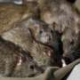 CEK FAKTA: Bukan Jenis Baru, China Melaporkan Ada Kasus Hantavirus
