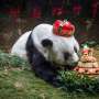 Panda Tertua di Dunia Mati di Usia 37 Tahun