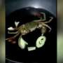 Dimasak, Kepiting Ini Tetap Hidup