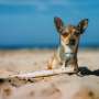 Tak Disangka! Chihuahua Imut Ini 'Makan' Majikannya