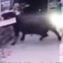 Langka! Kerbau Masuk dan Ngamuk di Supermarket