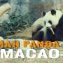 Yuk, Menengok Panda Menggemaskan di Macao!