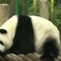 Inilah Alasan Kenapa Banyak Orang Menyukai Panda
