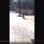Dua Video Topeng Monyet Kecelakaan Ini Bikin Ngakak