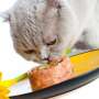 Jangan Beri Makan Kucing Nasi Jika Tak Mau Begini
