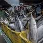 Pemerintah Tepis Anggapan Ikan Laut Makan Bangkai Korban Tsunami
