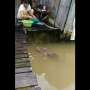 Viral! Seorang Ibu Lagi Nyuci 'Ditemani' Buaya