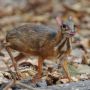 Makna Cerita Rakyat "Pilanduk dan Biawak"