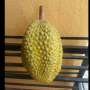 Beli Durian Rp15 Ribu, Isinya Malah Bikin Jengkel