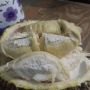 Tradisi Pungut Durian Runtuh di Lebak, Rasanya Maknyuss Harga Selangit