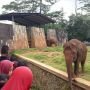 Libur Natal dan Tahun Baru ke Ragunan, Siap-siap Berdesakan