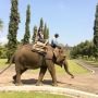2018, 4 Wisatawan Pertama Candi Borobudur Tunggangi Gajah