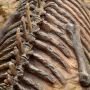 Takut Dibilang Penistaan Agama, Fosil Dinosaurus Dikubur Selama 170 Tahun