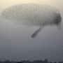 Mata-matai Warganya, Cina Gunakan Kawanan Burung Robot