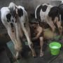 Ini Rahasia Susu Sapi Berkualitas