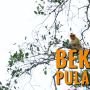 Wisata Alam di Pulau Besing, Rumah bagi Bekantan