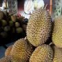 Musim Durian, 1 Pohon Dihargai Tengkulak Hingga Rp 4 Juta